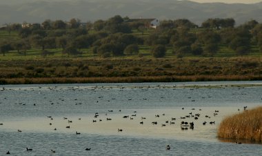 Mundo da conservação da natureza apela às Nações Unidas para fazerem do “ambiente natural saudável” um direito humano