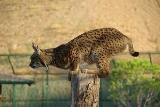 Centro Nacional de Reprodução em Cativeiro de Lince Ibérico conta com mais 9 crias