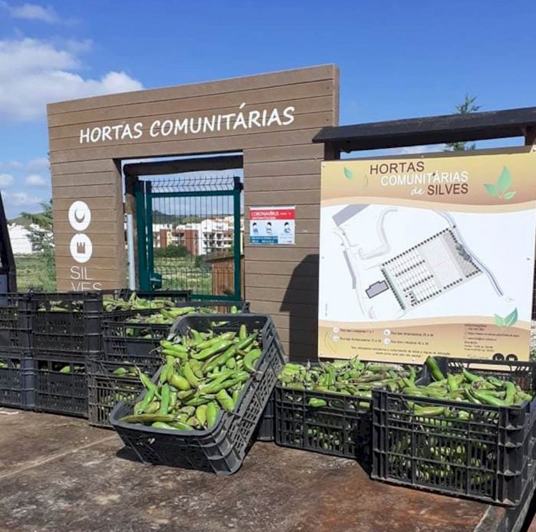 Silves entrega colheitas das hortas comunitárias a instituições do concelho