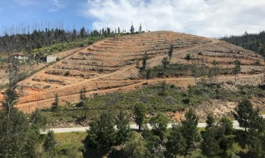 Câmara Municipal da Sertã promoveu plantação de árvores no Concelho