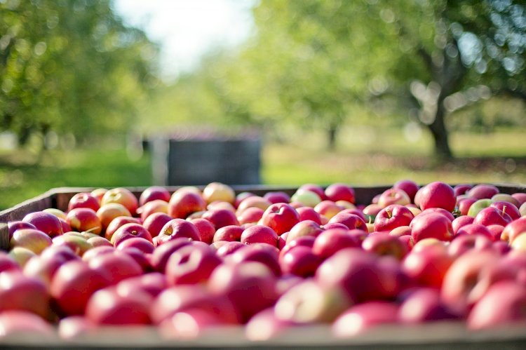 “Agricultura Con(s)ciência” é a resposta em tempos de crise