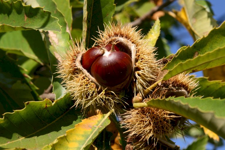 Pelos Trilhos de Portugal- Rota da Castanha e do Castanheiro, Sernancelhe