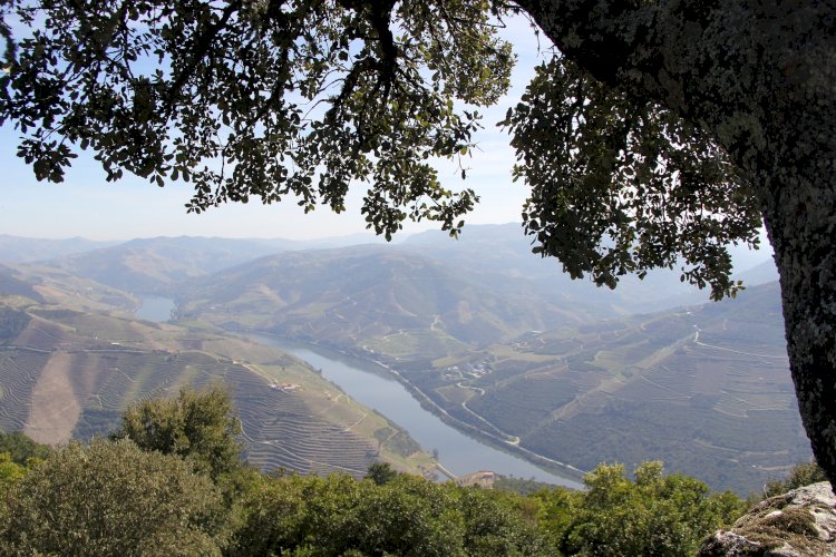 Pelos Trilhos de Portugal-Trilho do Vinho do Porto, Lamego