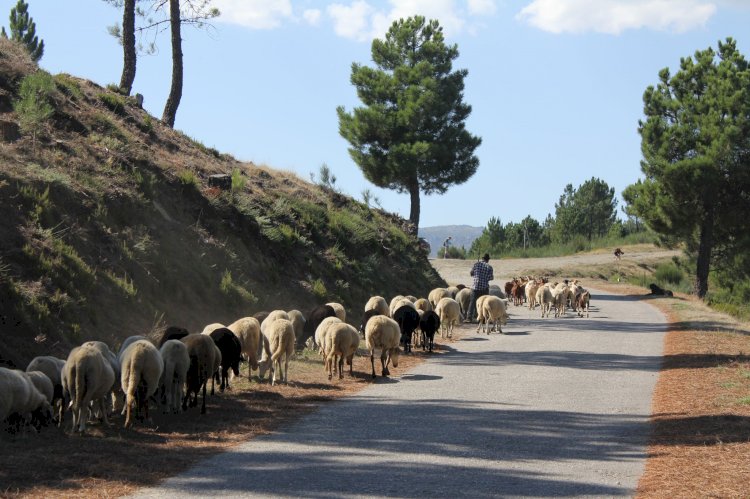 Pelos Trilhos de Portugal-Trilho da Quinta da Maúnça, Guarda