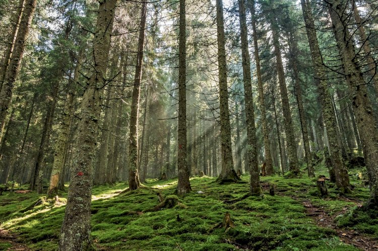 Pelos Trilhos de Portugal-Trilho da Floresta, Ovar