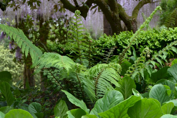 Pelos Trilhos de Portugal-Trilho da Floresta Relíquia, Mealhada