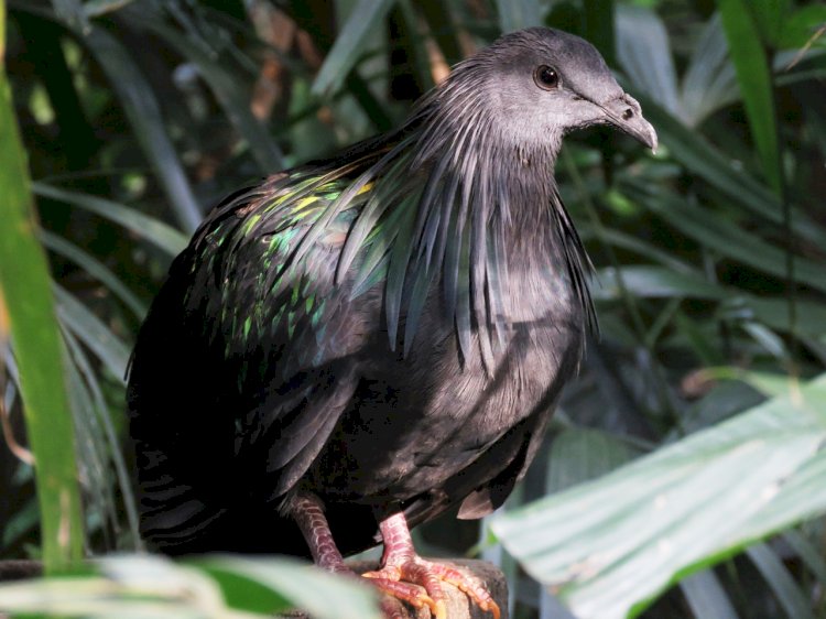 Pelos Trilhos de Portugal-Trilho da Lontra, Vagos