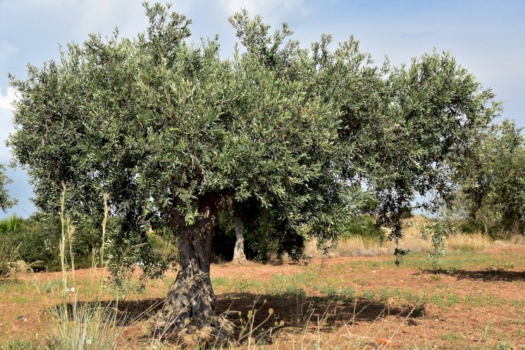 Pelos Trilhos de Portugal-Trilho de Vale de Lobo, Mirandela