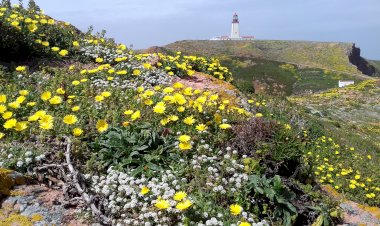 LIFE Berlengas entre finalistas do Prémio Europeu Natura 2000