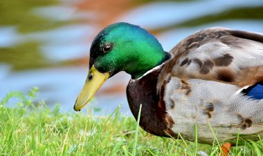 Exposição "Aves: Montado e Sapal da Mourisca"  partilha paisagens do estuário do Sado