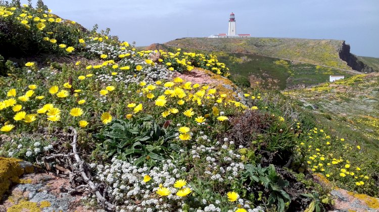 LIFE Berlengas entre finalistas do Prémio Europeu Natura 2000