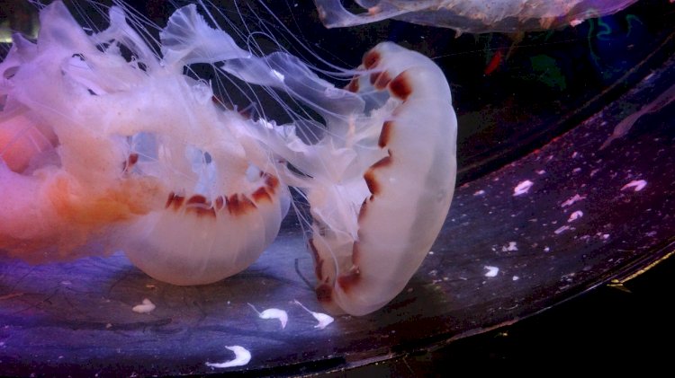 GelAvista criado para a monitorização dos organismos gelatinosos em Portugal
