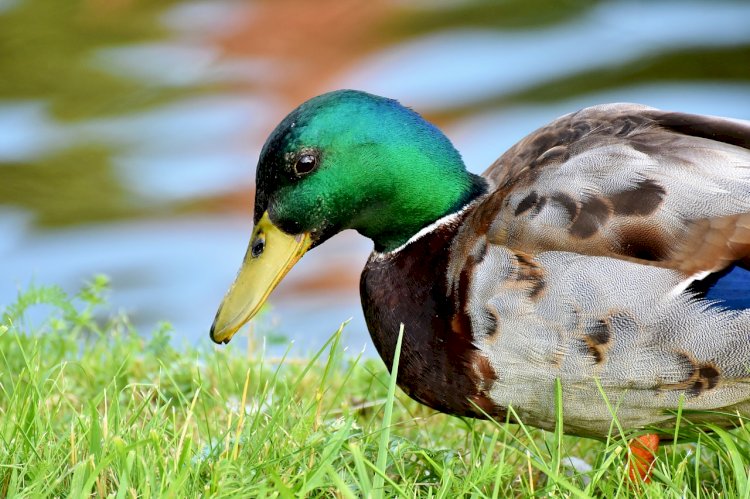 Exposição "Aves: Montado e Sapal da Mourisca"  partilha paisagens do estuário do Sado