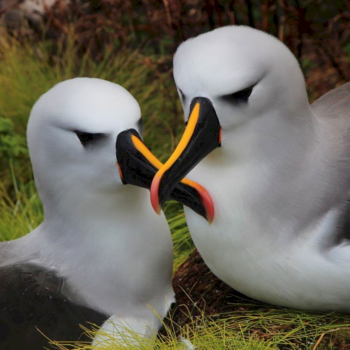 Dia Mundial do Albatroz alerta para ameaças às aves marinhas
