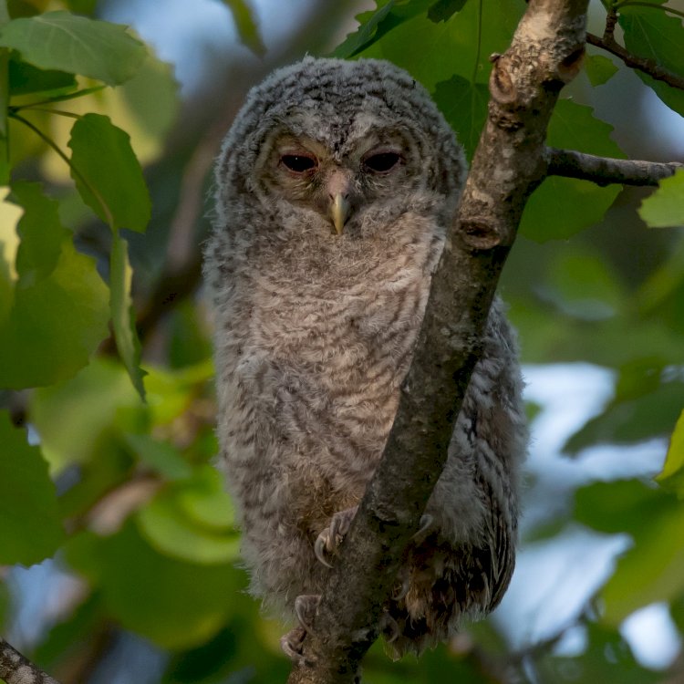 Pelos Trilhos de Portugal-Rota da Serra, Grândola