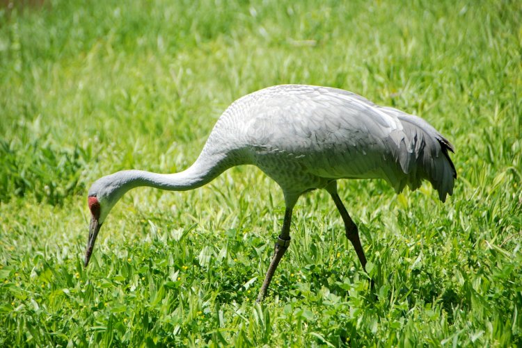 Pelos Trilhos de Portugal-Percurso dos Grous, Campo Maior