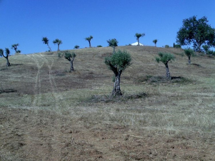 Pelos Trilhos de Portugal-Ribeira de S. Cristóvão, Montemor-o-Novo