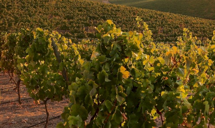 Pelos Trilhos de Portugal-Pelas Vinhas de São Cucufate, Vidigueira
