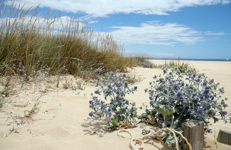 Lagos avança com a Reabilitação e Recuperação do Cordão Dunar da Meia Praia