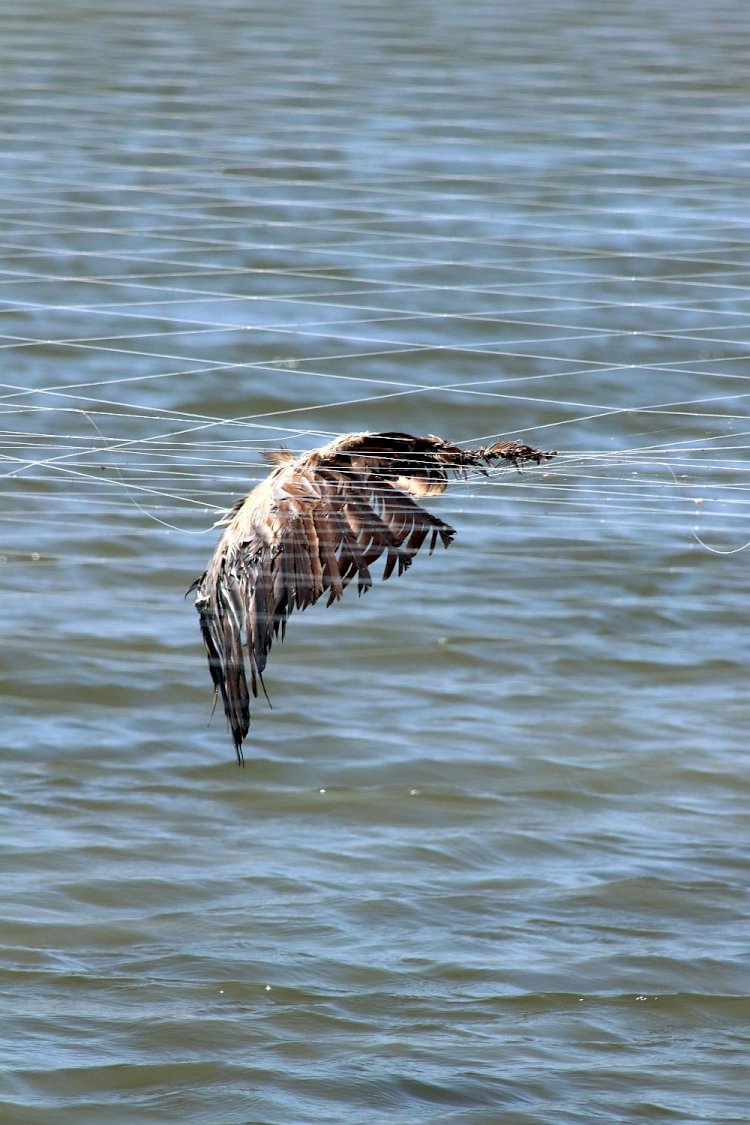 SPEA alerta para morte de aves em redes de aquacultura no estuário do Mondego