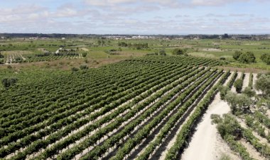 Cantanhede vai inaugurar Rota das Vinhas
