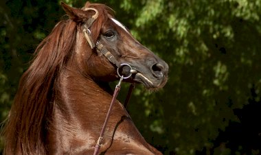 Sintra recebe Concurso Internacional de Dressage