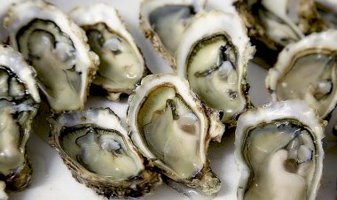 Semana da Ostra está de volta a Setúbal