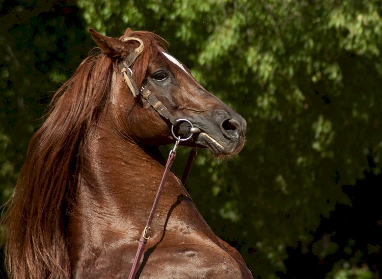 Sintra recebe Concurso Internacional de Dressage