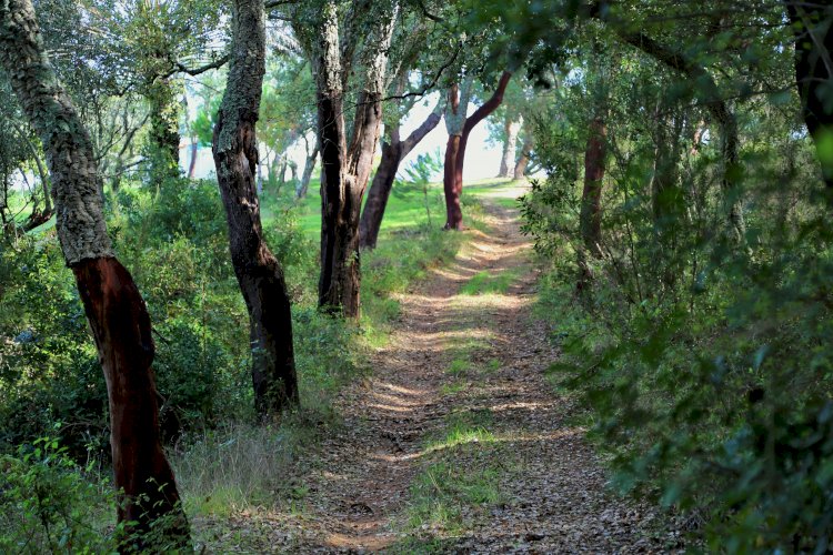 Grândola vê aprovada candidatura para valorização do Turismo de Natureza