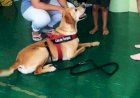 “Mind the Dog” um projeto inovador de Intervenções Assistidas por Animais que nasce em Castro Verde