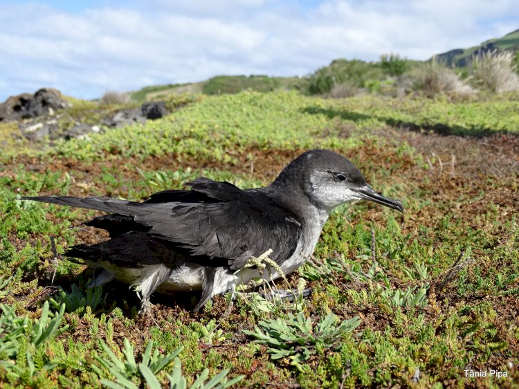 Ilha do Corvo apaga a iluminação pública para salvar aves marinhas