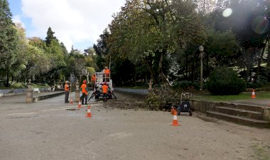 Município de Coimbra inicia intervenção no património arbóreo do Jardim da Sereia