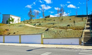 Coimbra vai plantar quase duas mil árvores em 2021