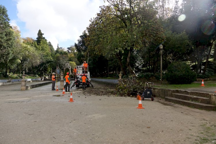 Município de Coimbra inicia intervenção no património arbóreo do Jardim da Sereia