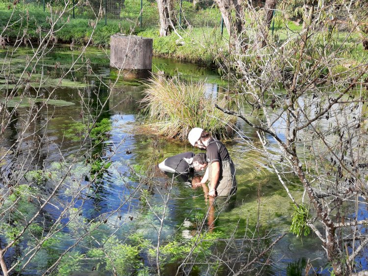 Município de Cantanhede devolve à natureza uma espécie nativa