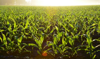 Jovens agricultores podem concorrer a apoios em Arcos de Valdevez