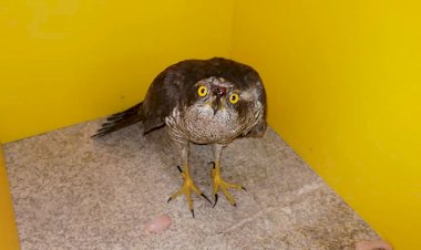 Ave de rapina resgatada e devolvida à natureza no Boticas Parque