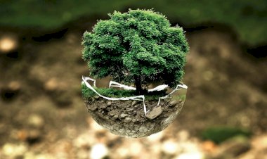 Sintra promove ciclo de teatro sobre educação ambiental