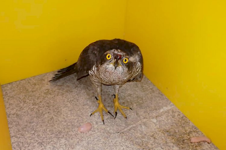 Ave de rapina resgatada e devolvida à natureza no Boticas Parque