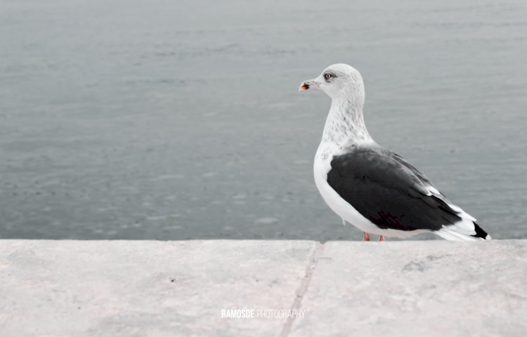 Lançamento da publicação O Estuário do Tejo da autoria de Maria José Costa