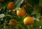 Câmara Municipal quer classificar a laranja de Amares como património vegetal de interesse municipal