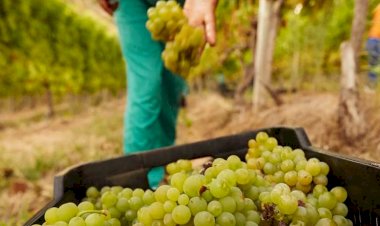 Instituto da Vinha e do Vinho prorroga prazo de apresentação das candidaturas ao VITIS até 1 de fevereiro