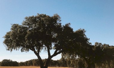 Alandroal vai plantar milhares de árvores para combater as alterações climáticas