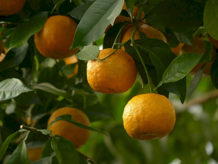 Câmara Municipal quer classificar a laranja de Amares como património vegetal de interesse municipal