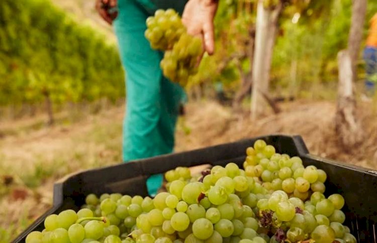 Instituto da Vinha e do Vinho prorroga prazo de apresentação das candidaturas ao VITIS até 1 de fevereiro