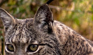 Documentário premiado do Município de Penamacor sobre a Serra da Malcata