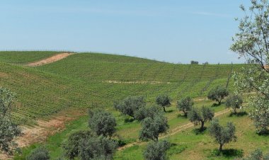 37ª Ovibeja desafia jovens para competição online sobre sustentabilidade e inovação na agricultura