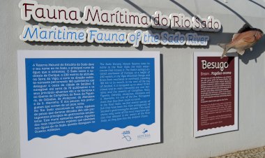 Fauna Marítima do Rio Sado exposta em mural