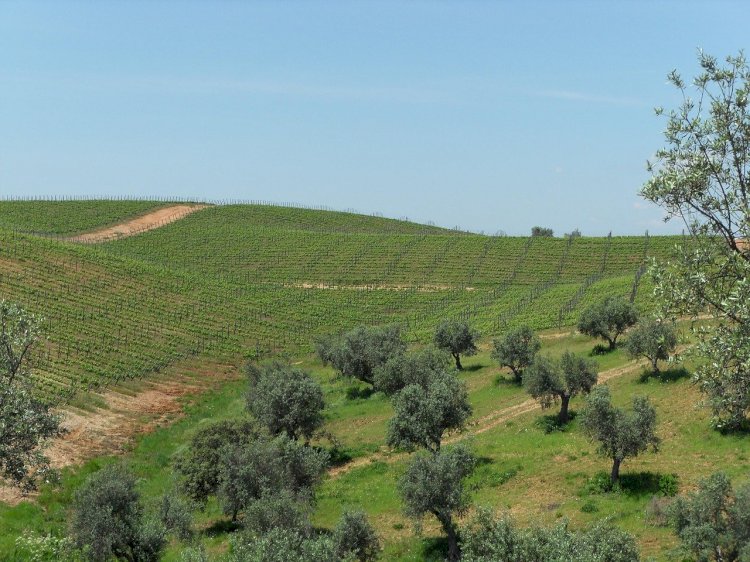 37ª Ovibeja desafia jovens para competição online sobre sustentabilidade e inovação na agricultura