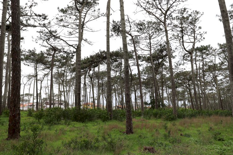 Município da Marinha Grande e ICNF em parceria na recuperação do Pinhal do Rei